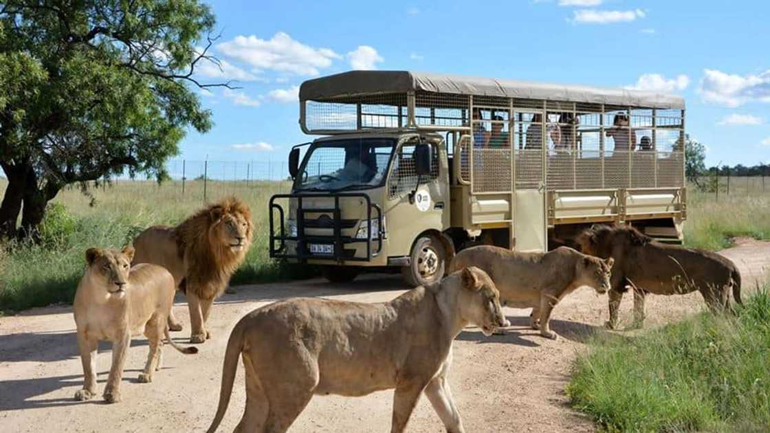 lion park Johannesburg