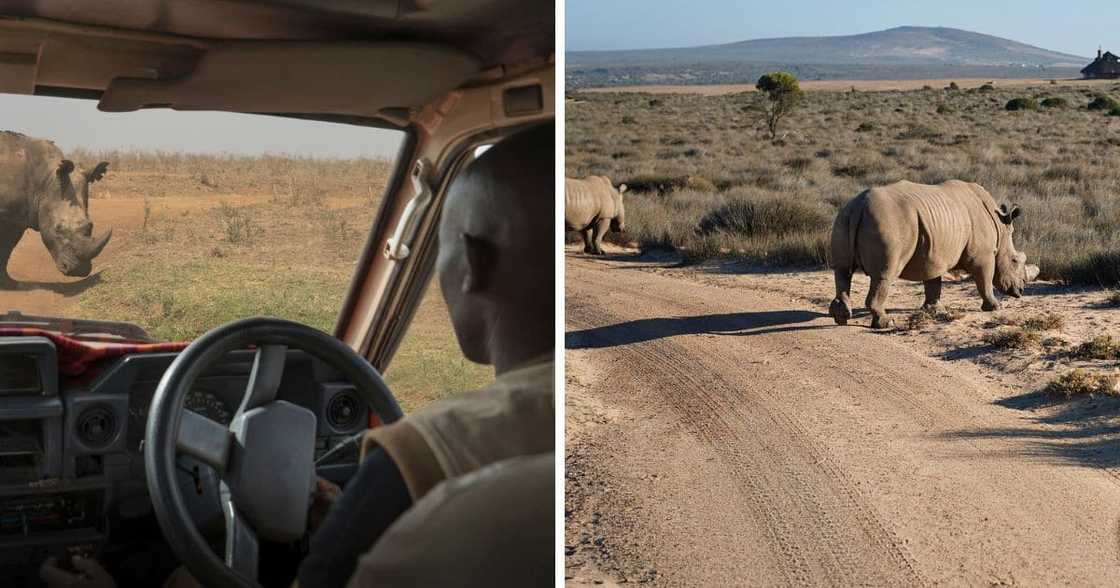 Rhino charges safari vehicle Rhino charges safari vehicle