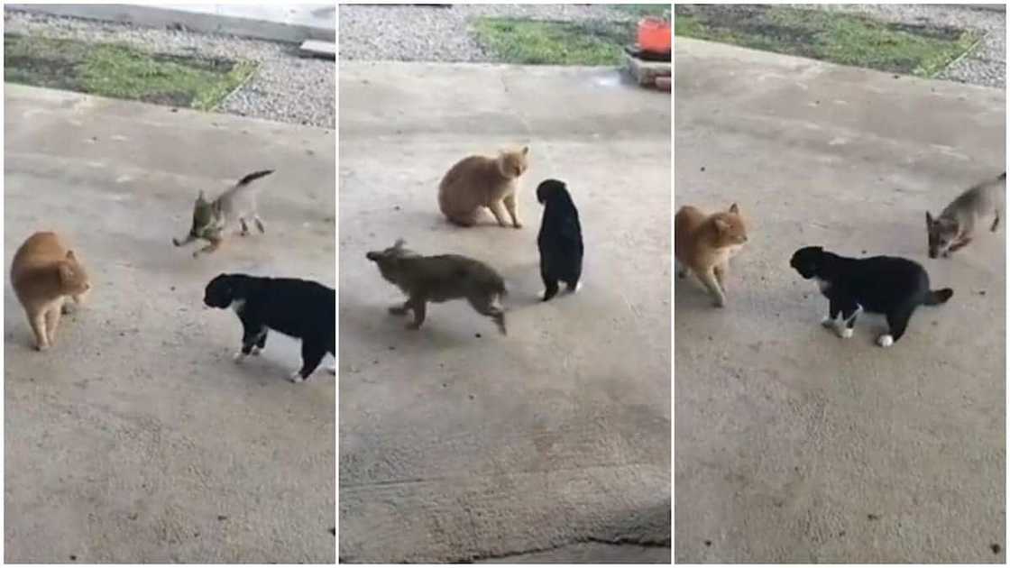 Small dog looks for two cats' trouble, video show how it keeps playing with their tails Small dog looks for two cats' trouble, video show how it keeps playing with their tails