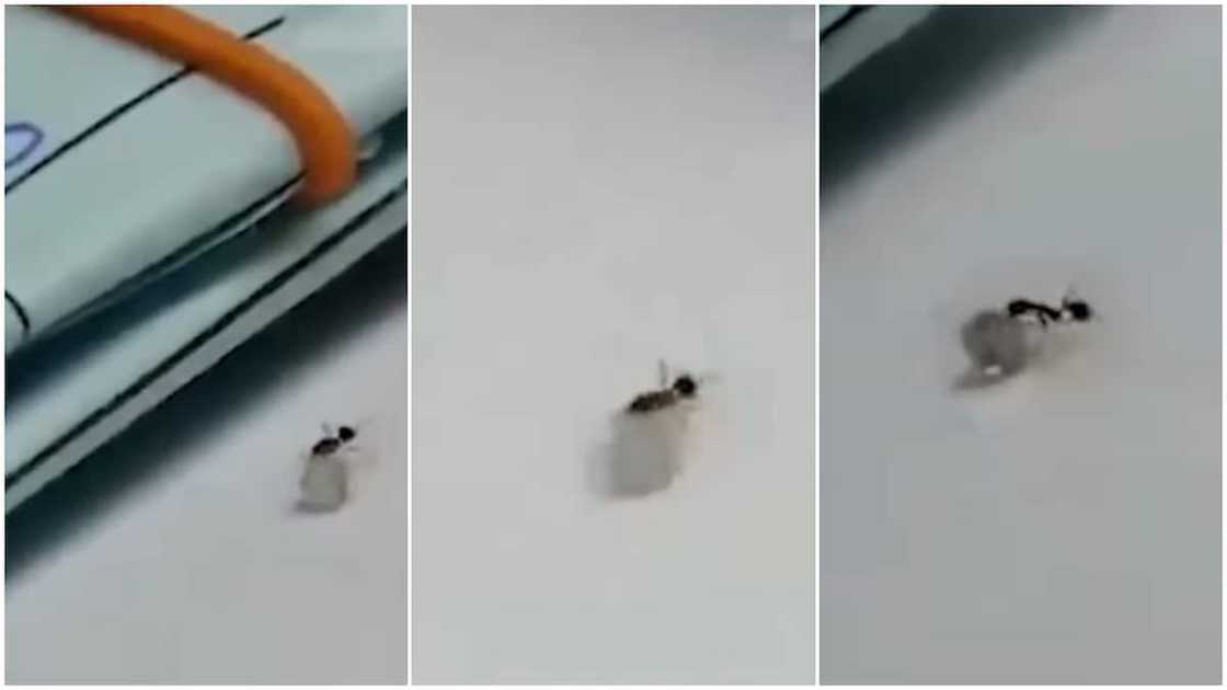 The ant seems passionate about the task. The ant seems passionate about the task.