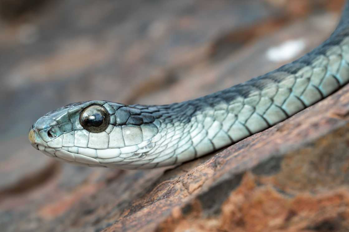 A macro shot of a striped Boomslang snake, Dispholidus typus, with its head resting on a textured surface.