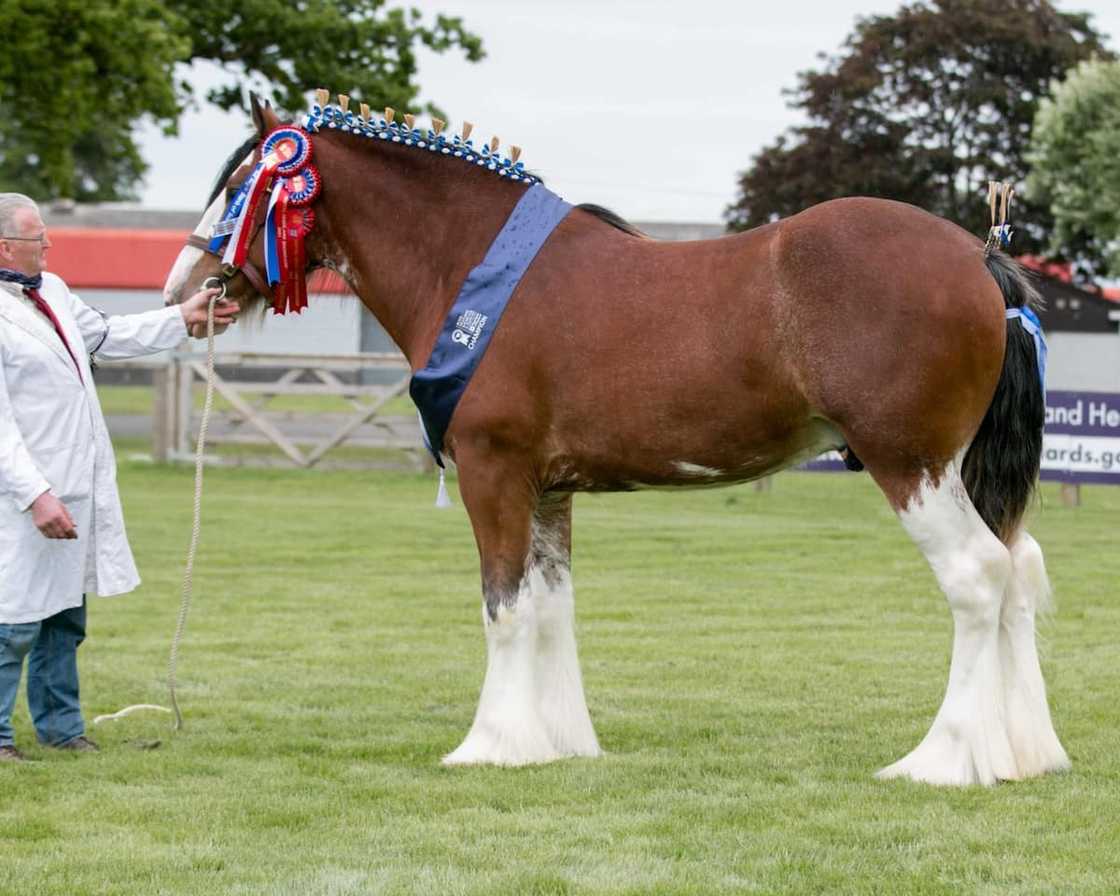 What is the most expensive horse in the world 2021? What is the most expensive horse in the world 2021?