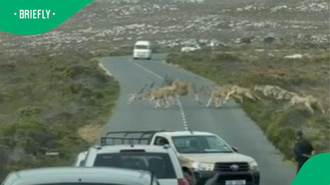 The picture showed a van stopping cars from moving to allow elands to cross the road