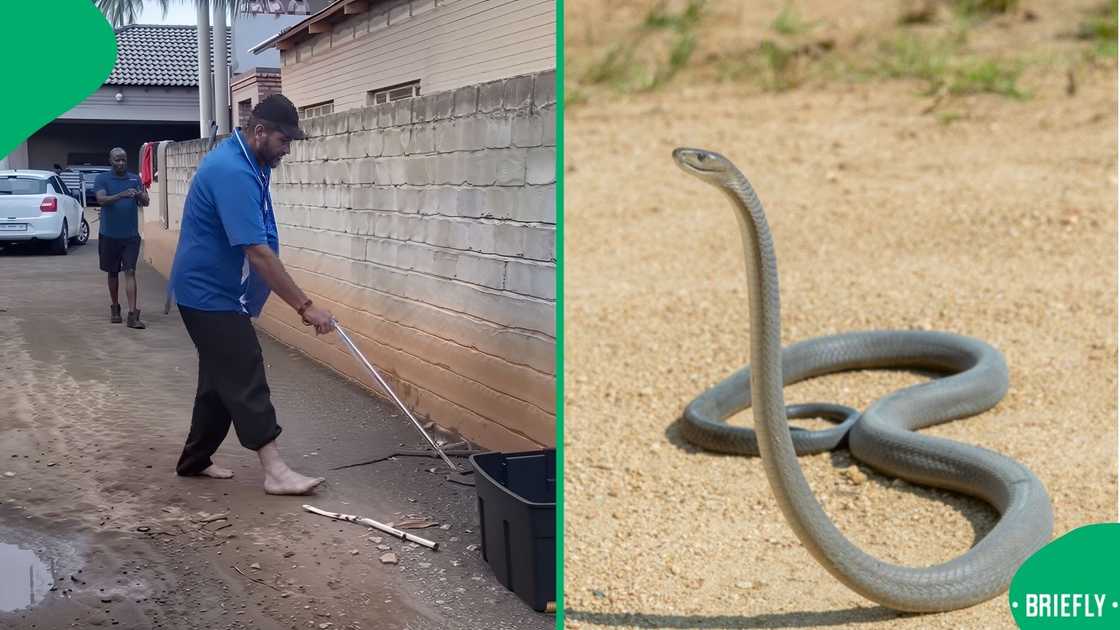A man catching a black mamba barefoot left South Africans with mixed reactions. A man catching a black mamba barefoot left South Africans with mixed reactions.