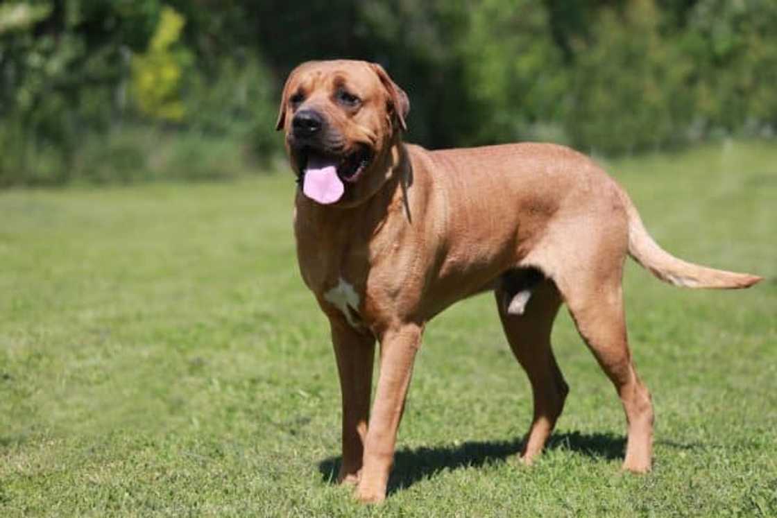 What is the strongest dog breed in the world? What is the strongest dog breed in the world?