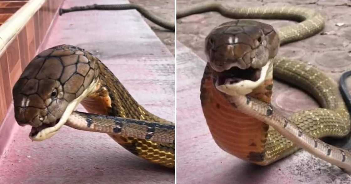 TikTok of snake eating snake