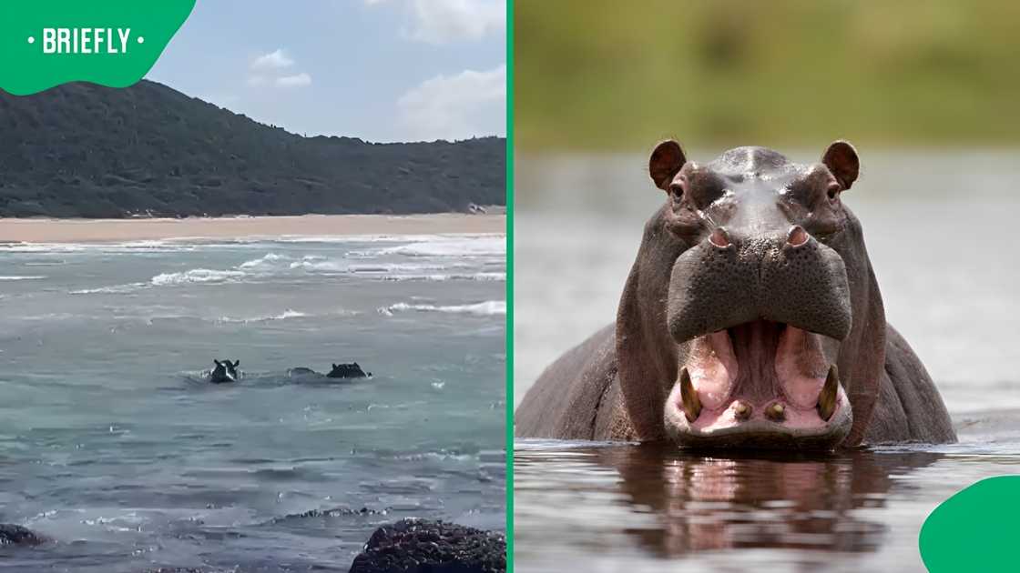 Two hippos spotted swimming in ocean waves near South Africa-Mozambique border Two hippos spotted swimming in ocean waves near South Africa-Mozambique border