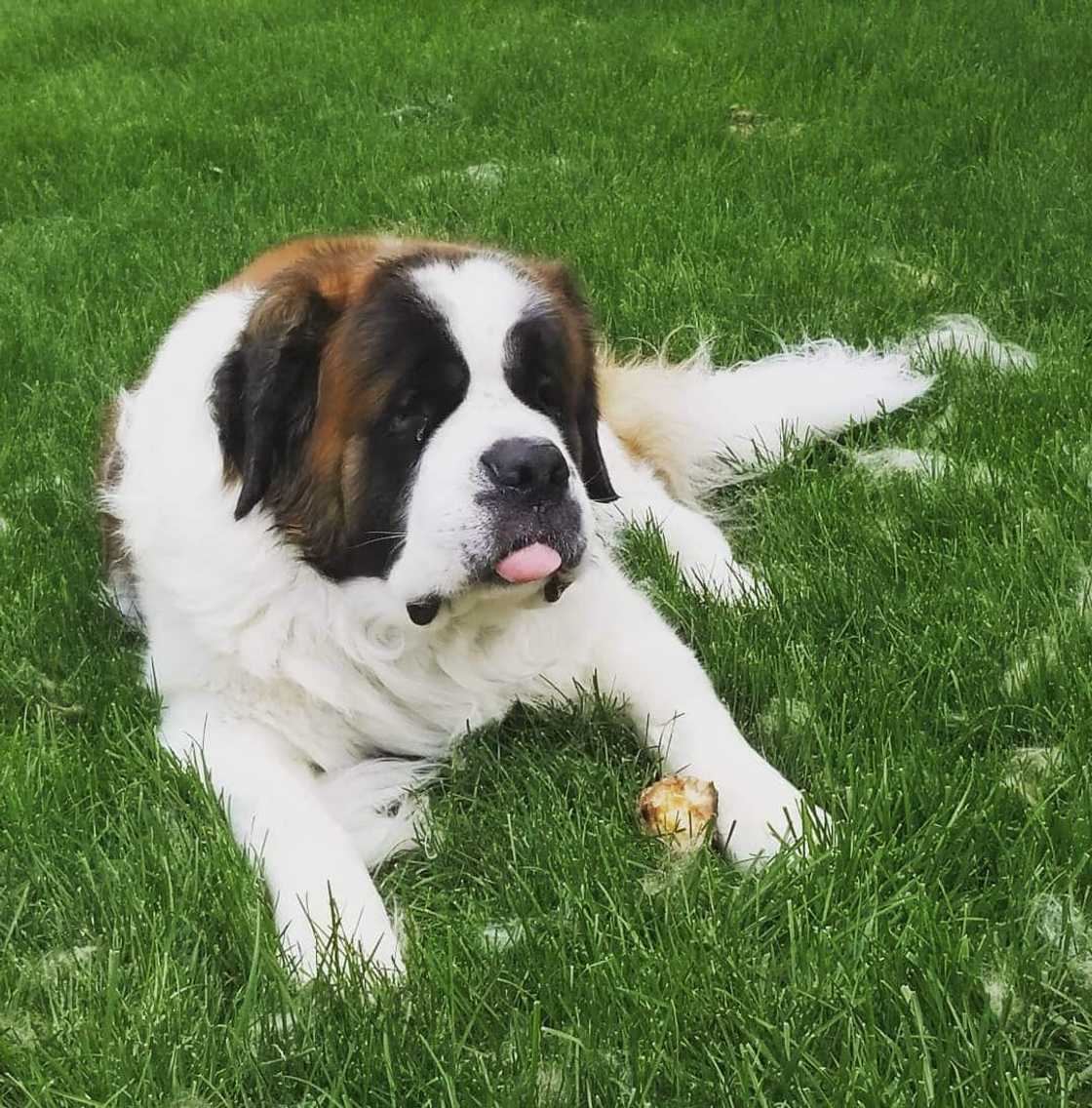 types of dogs types of dogs