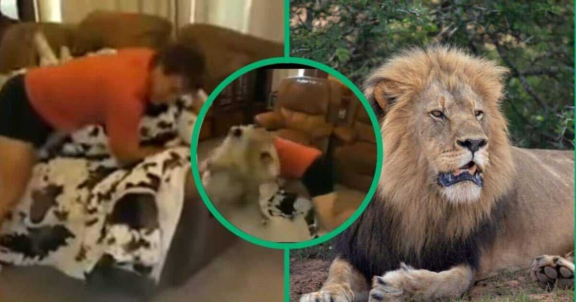 Man whistles a lion Man whistles a lion