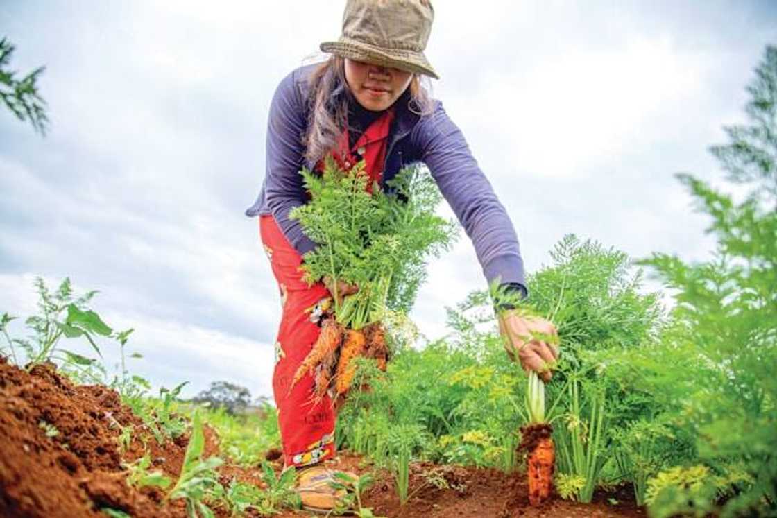 A child working on a farmland