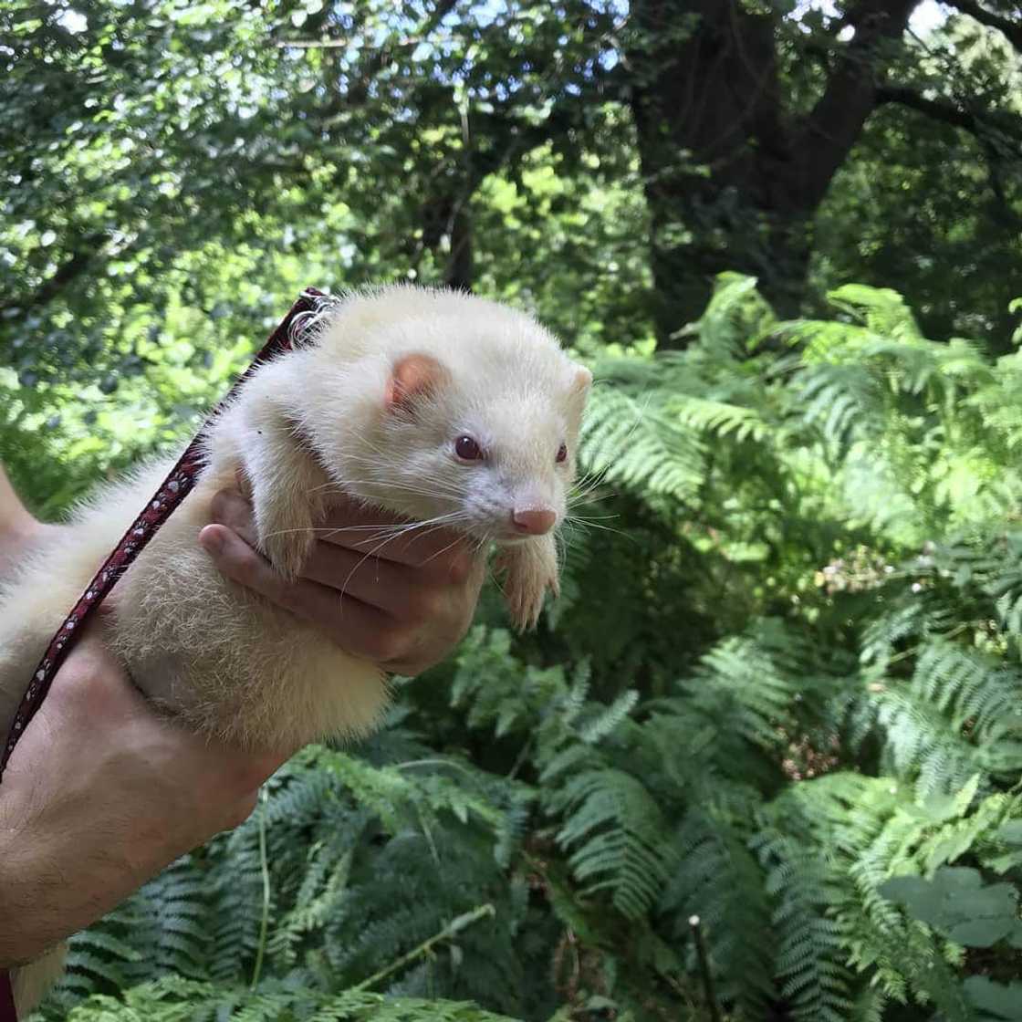 wildlife permits South Africa wildlife permits South Africa