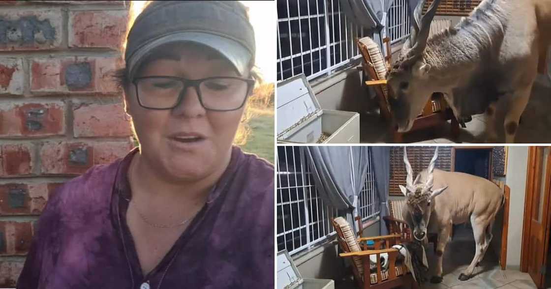 TikTok user @heineckerohdepret shared a video showing a huge Eland in her home TikTok user @heineckerohdepret shared a video showing a huge Eland in her home