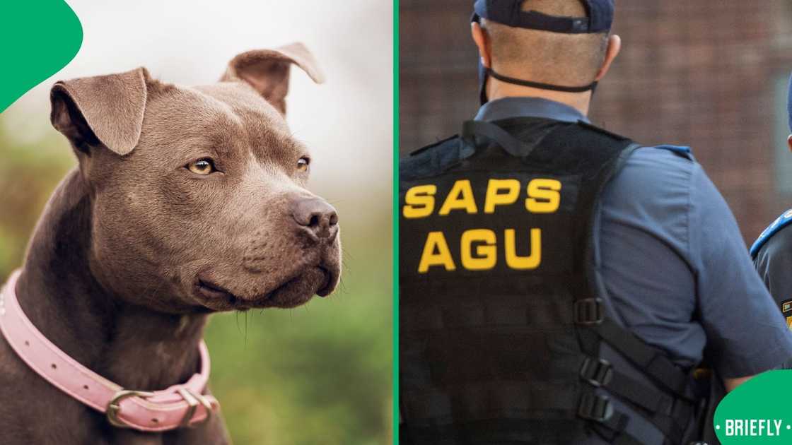 A man set his pit bulls on members of the Anti-Gang Unit (AGU)