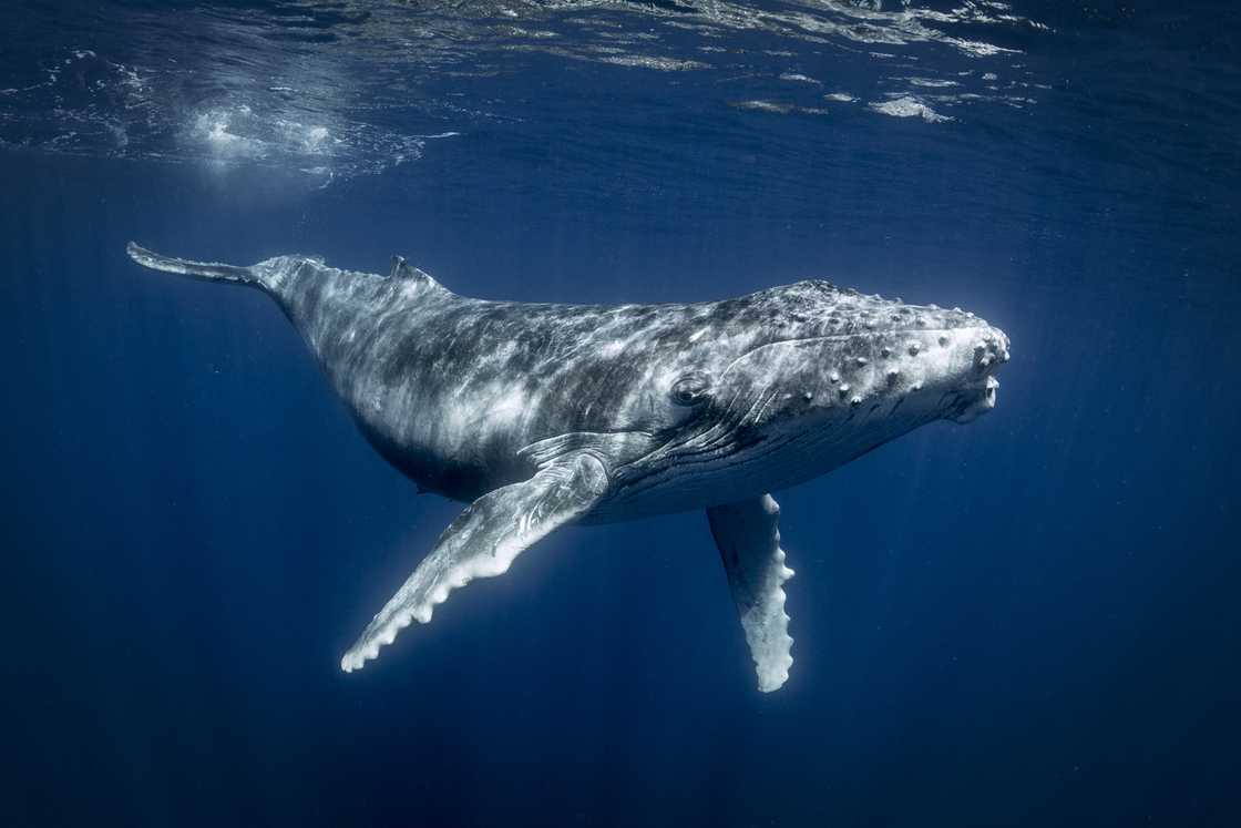 Man survives being inside whale's mouth.