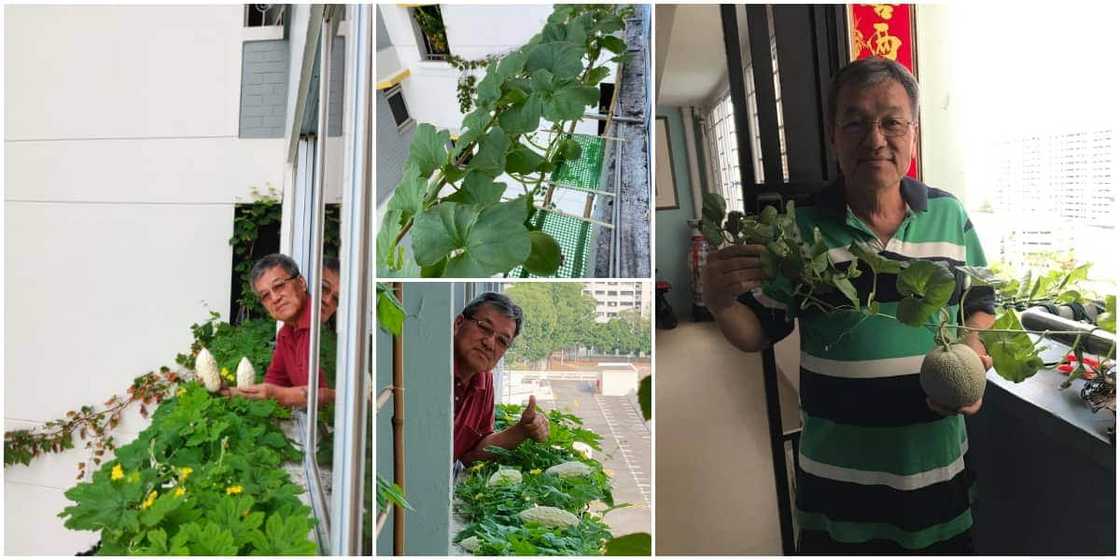 Man breaks the internet with massive harvest he got from 'growing crops in the sky,' many react