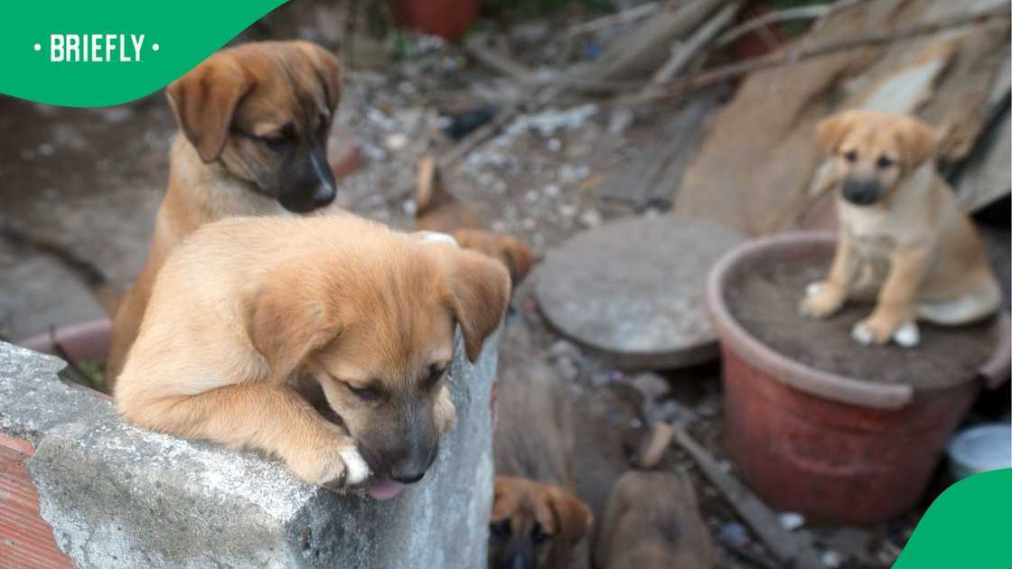 There are more than 1.7 million stray dogs in the country