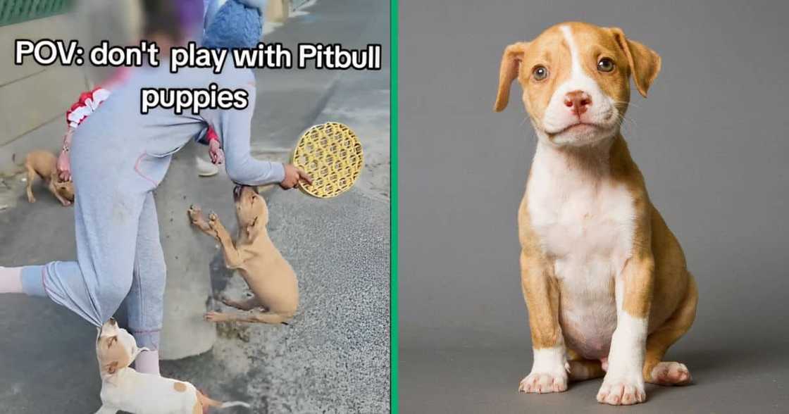 A video showed pitbull puppies terrorising a boy