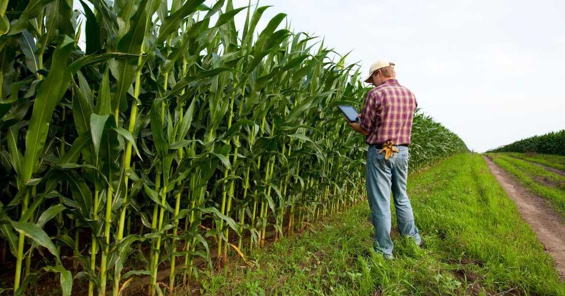 Male farmer Male farmer