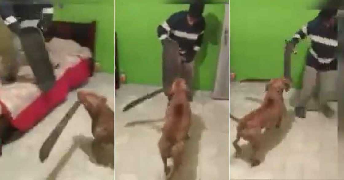 Vicious Pit bull Vicious Pit bull