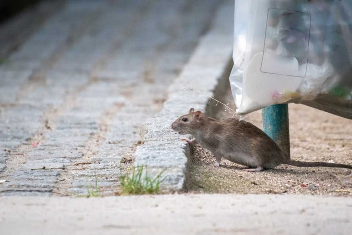 A woman showcased a rat rolling around the floor in her home.