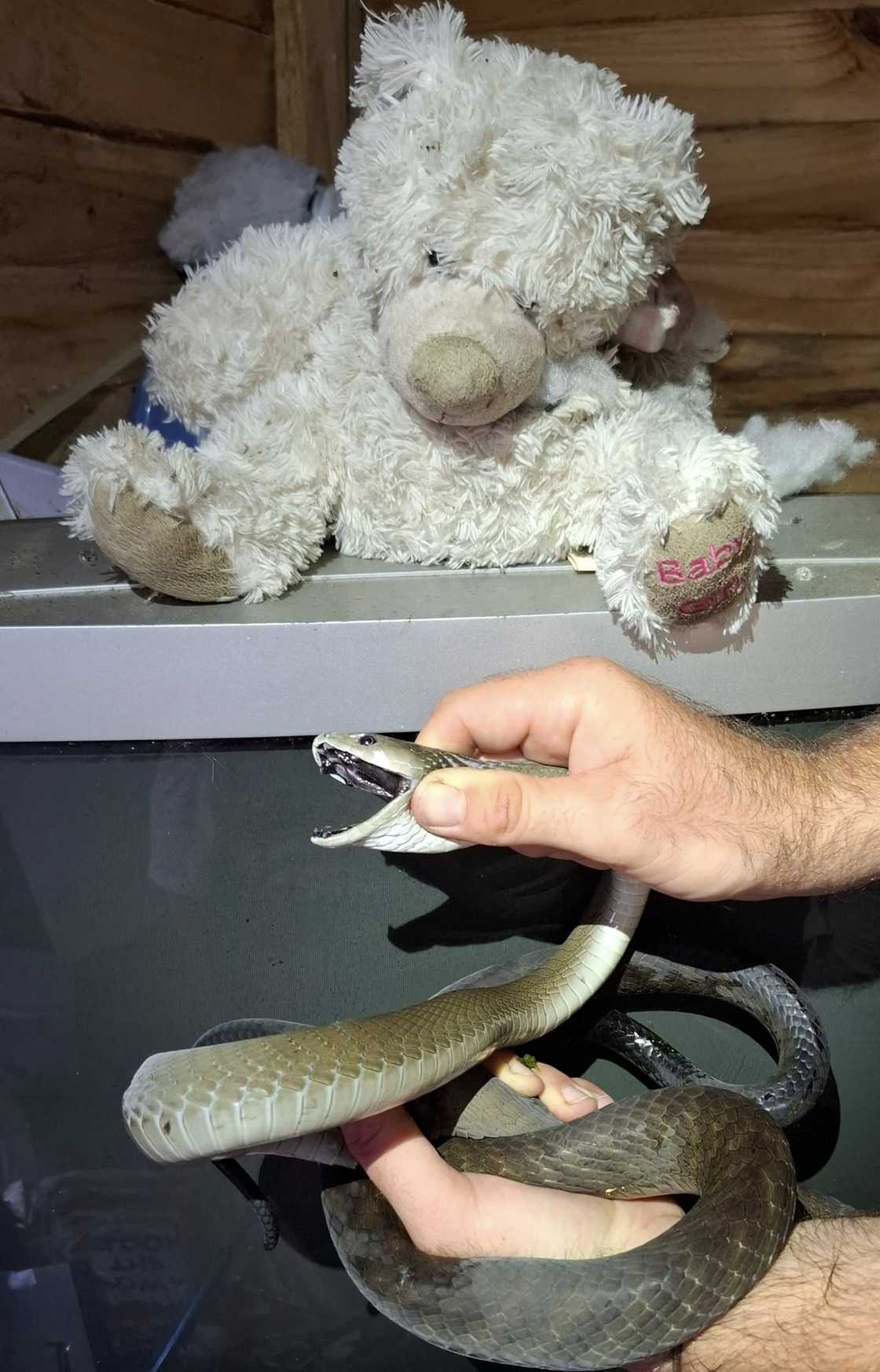 A black mamba hid in a teddy bear.