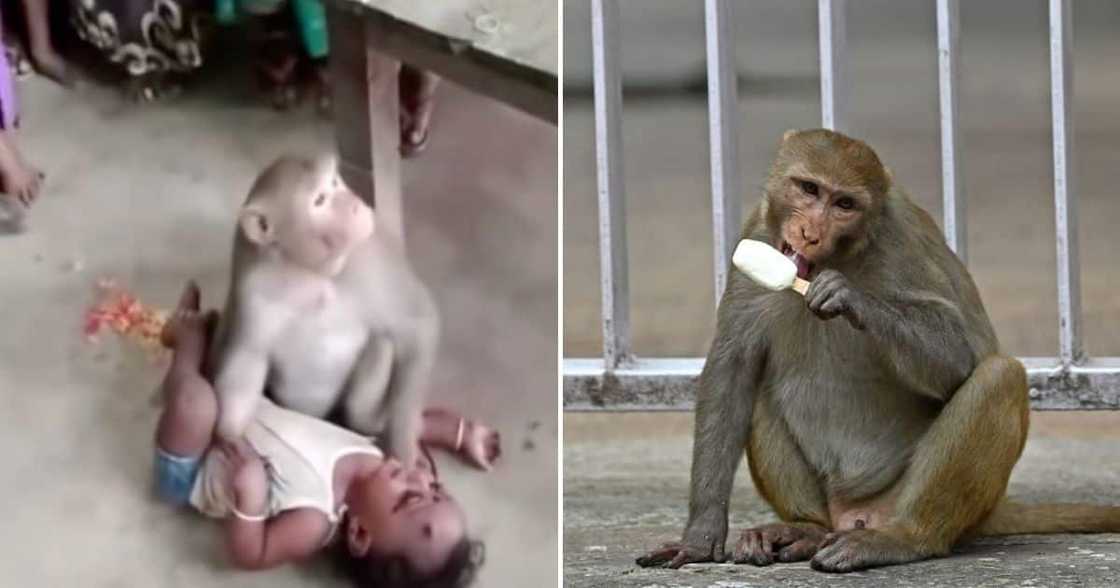 Monkey takes baby as its own. Monkey takes baby as its own.