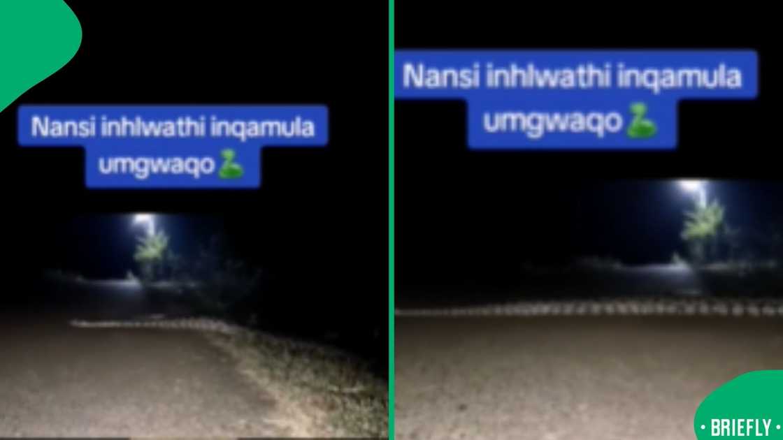 The sight of a massive African python calmly crossing a tar road in a viral Facebook video rattled South Africans online The sight of a massive African python calmly crossing a tar road in a viral Facebook video rattled South Africans online
