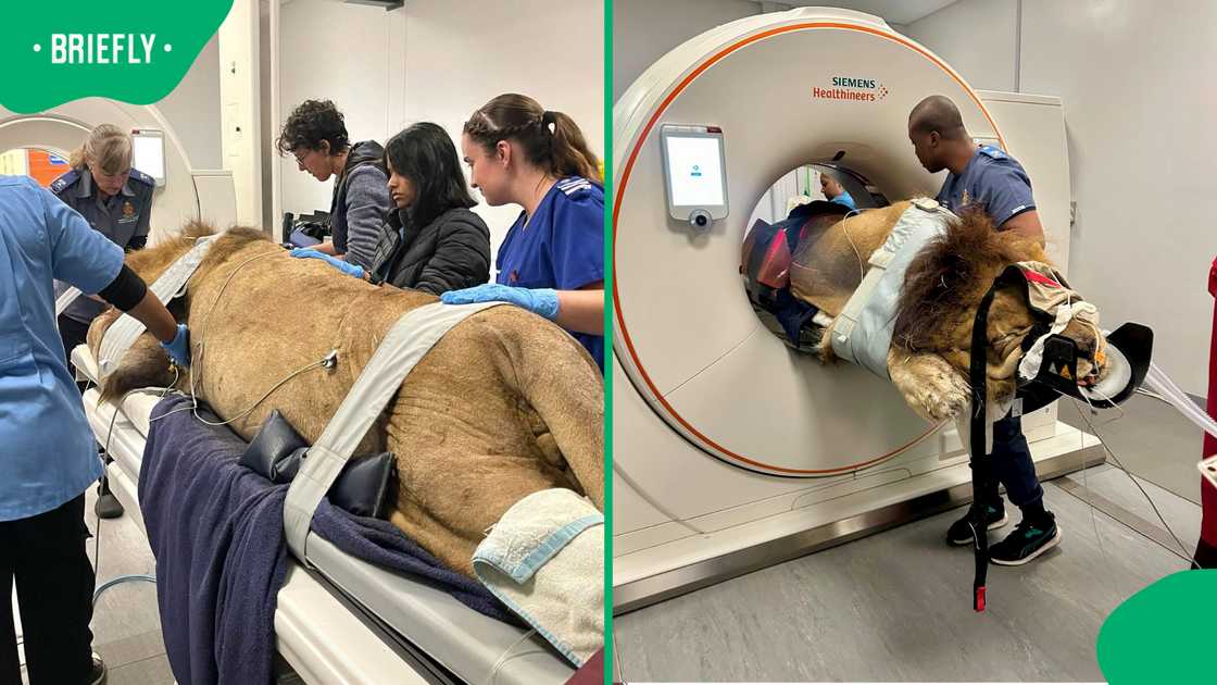 Lion receives CT scan at Onderstepoort veterinary academic hospital Lion receives CT scan at Onderstepoort veterinary academic hospital