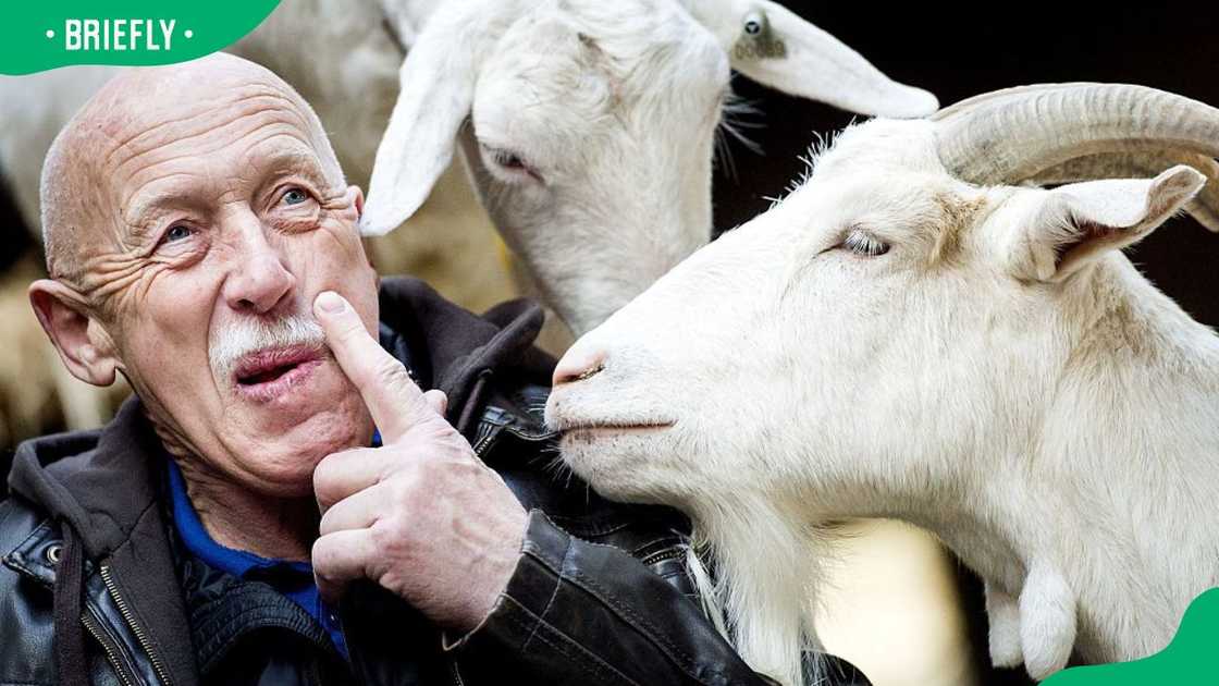 Jan Pol during a 2016 episode of The Incredible Dr. Pol reality show Jan Pol during a 2016 episode of The Incredible Dr. Pol reality show