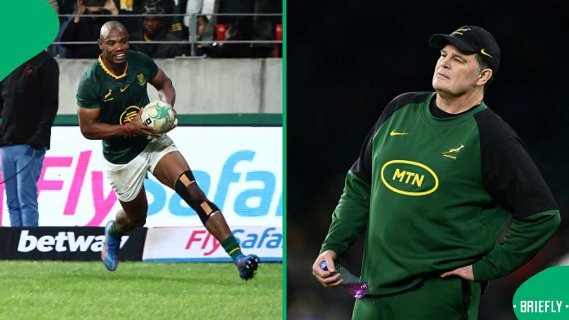 Rassie Erasmus, Springboks, Rugby Championship