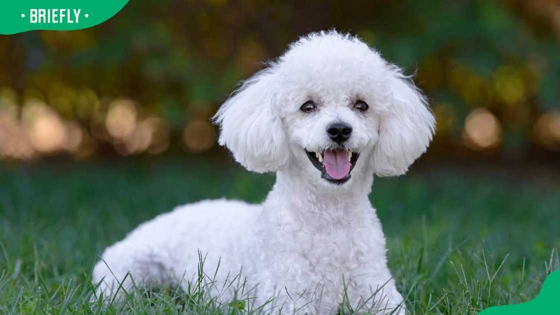 Poodle dog breed