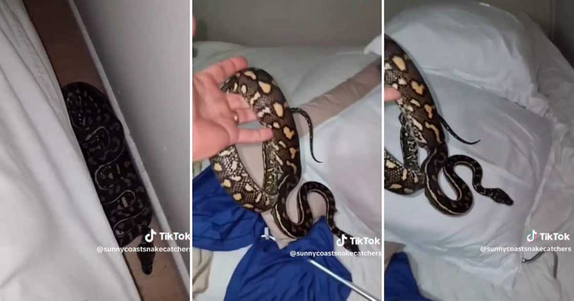 snake hiding under a pillow