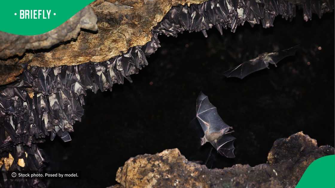 Man kills bats in home Man kills bats in home