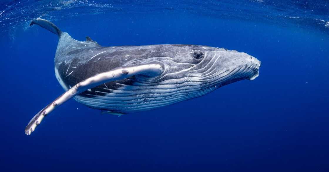 Shell, seismic blasting, whales, boycott Shell, seismic blasting, whales, boycott