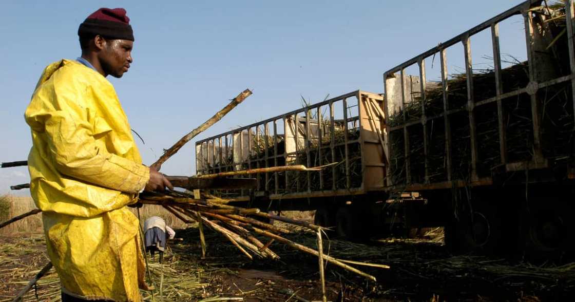 KZN Sugar Cane Farms, R84 Million, Damaged Crops, Unrest, Sugar mills, Violent protests, KwaZulu-Natal