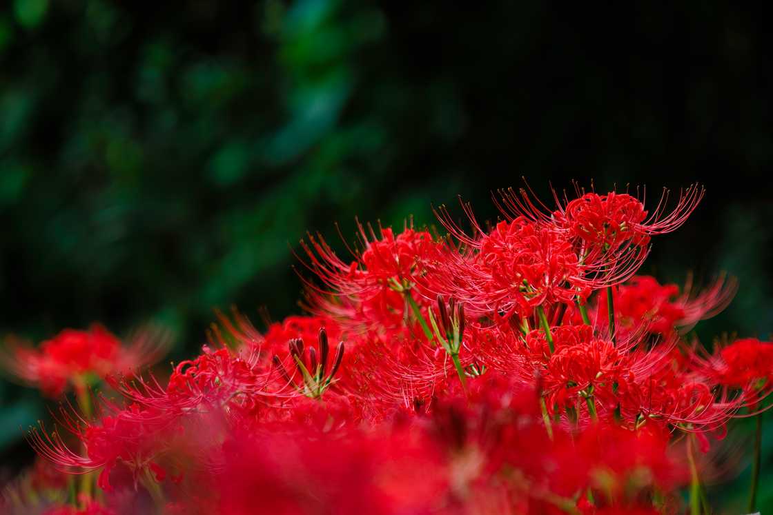 Lycoris radiata in Japan