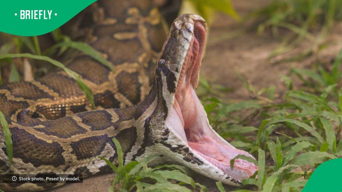 Giant and deadly python stretches mouth