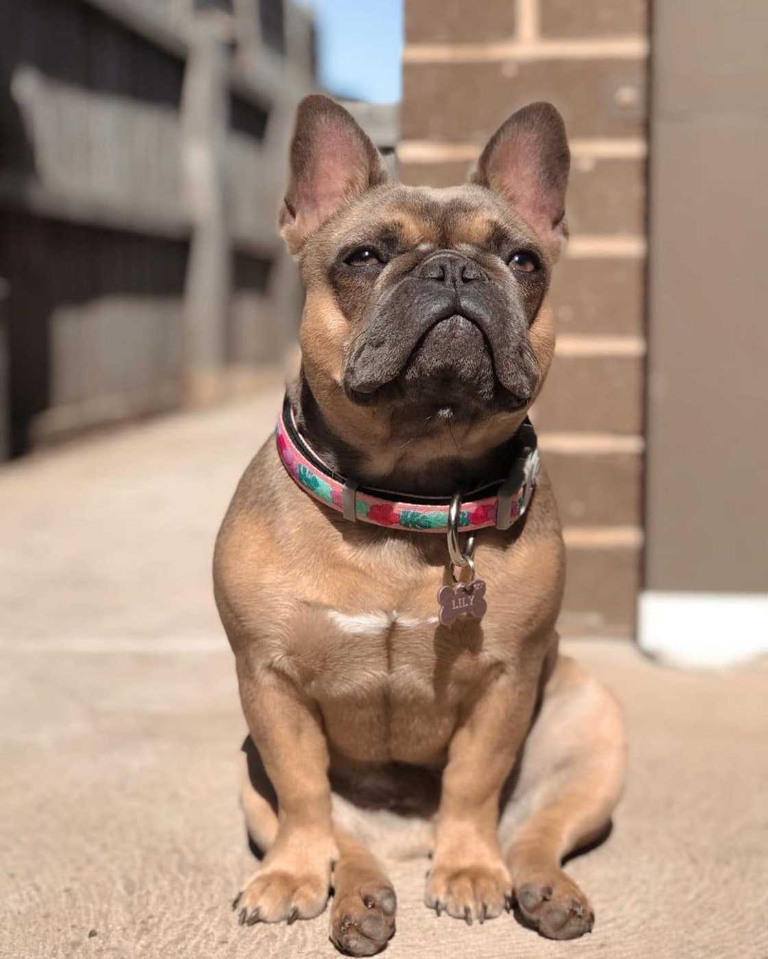 French Bulldog puppies for sale South Africa French Bulldog puppies for sale South Africa