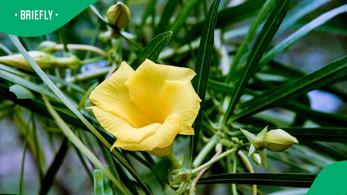 The poisonous yellow oleander plant killed two Limpopo children