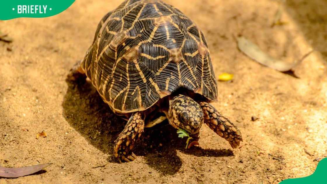 Indian star tortoise eating grass Indian star tortoise eating grass