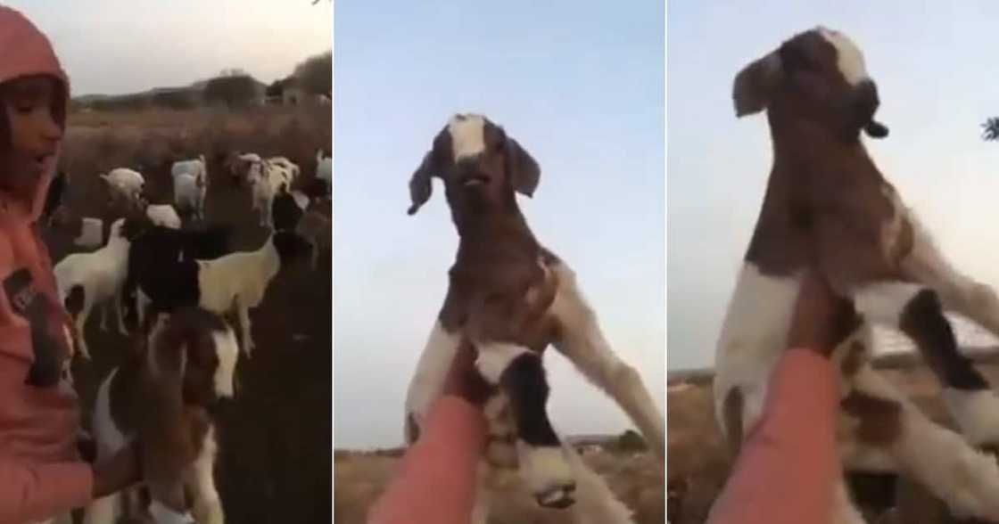 ‘Lmao’: Hilarious Video of Boy Reenacting the Lion King With His Goat
