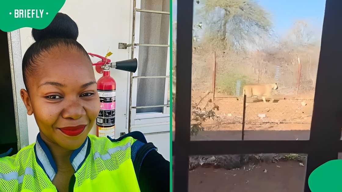 Woman spots lion outside her home as shocking video leaves Mzansi asking questions