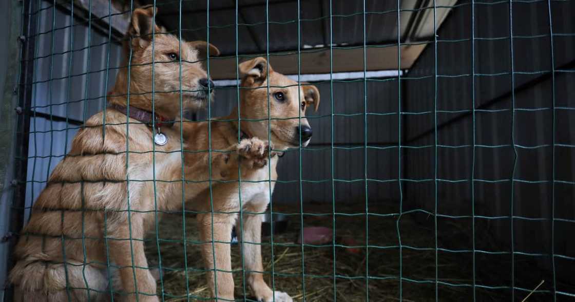 Over 300 dogs found dead, Kyiv, starvation, thirst, animal shelter, Borodyanka, Uanimals