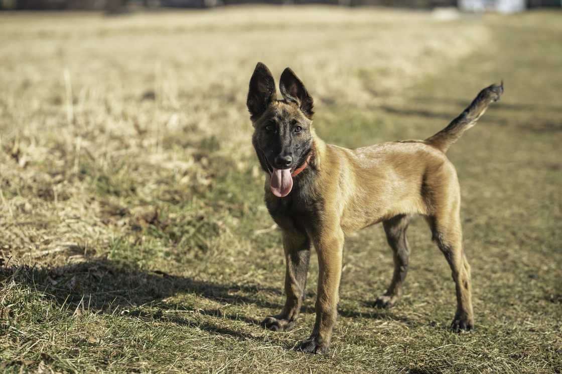 Belgian Malinois standing