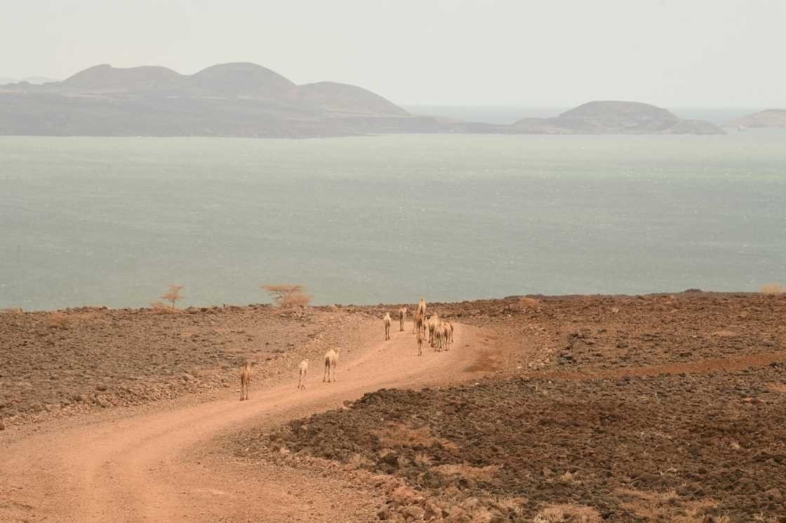 Four consecutive failed rainy seasons, made worse by a changing climate, have created the driest conditions since the early 1980s Four consecutive failed rainy seasons, made worse by a changing climate, have created the driest conditions since the early 1980s