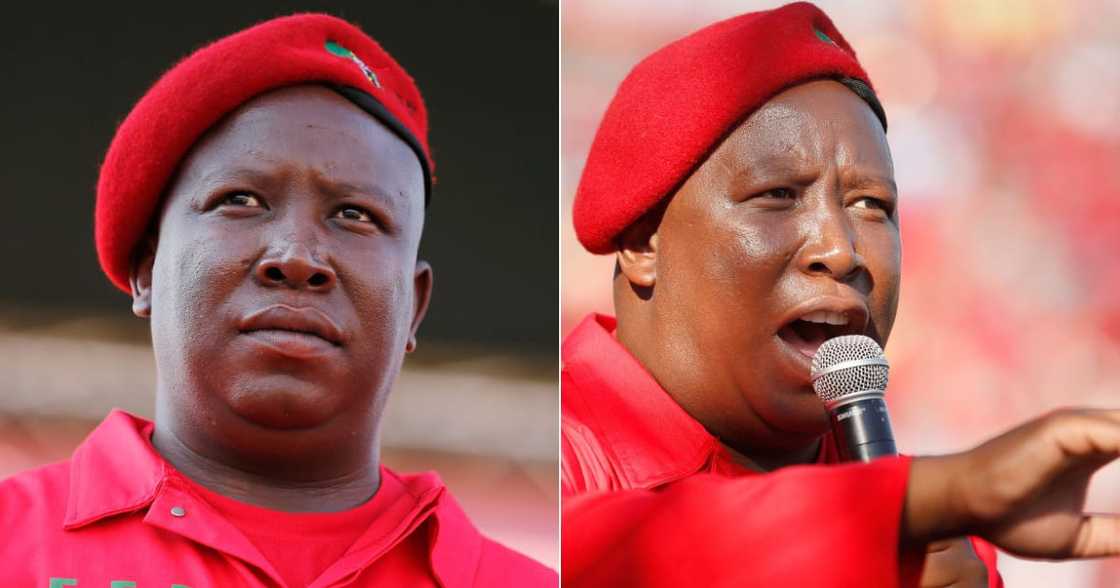 Economic Freedom Fighters, EFF, CIC Julius Malema, Jacob Zuma, ConCourt, Constitutional Court Economic Freedom Fighters, EFF, CIC Julius Malema, Jacob Zuma, ConCourt, Constitutional Court