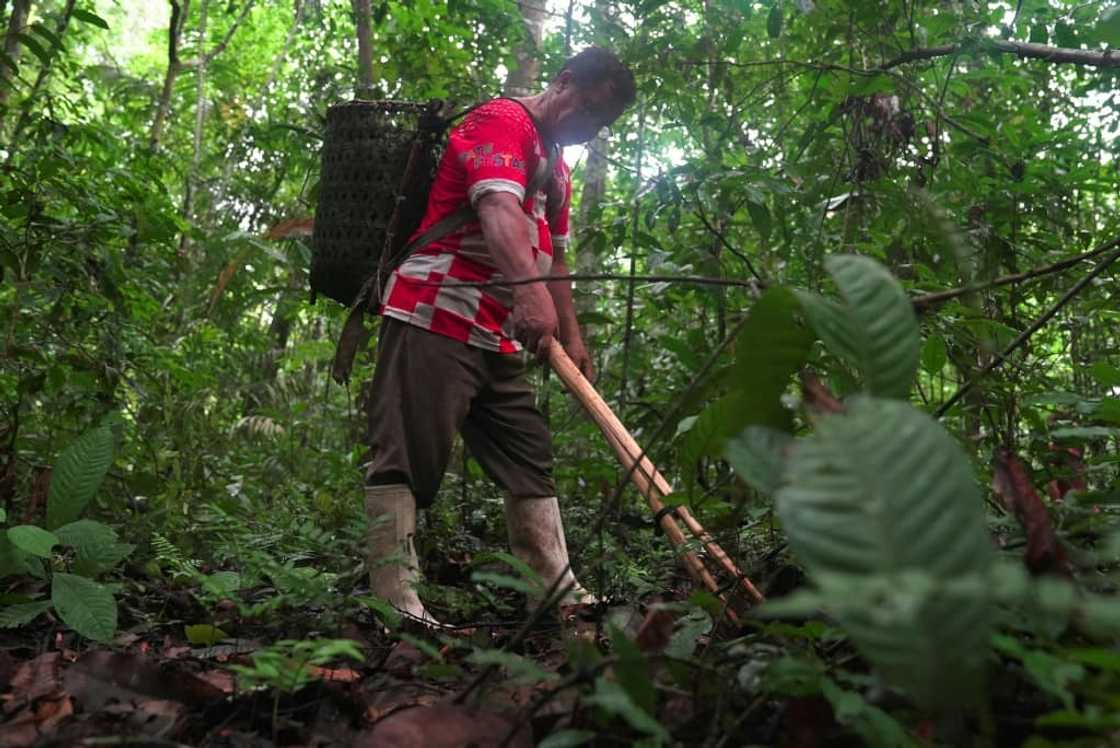 For each bag of 70 kilograms of nuts (about 154 pounds), which takes about eight hours to fill, a harvester earns the equivalent of about $40 For each bag of 70 kilograms of nuts (about 154 pounds), which takes about eight hours to fill, a harvester earns the equivalent of about $40