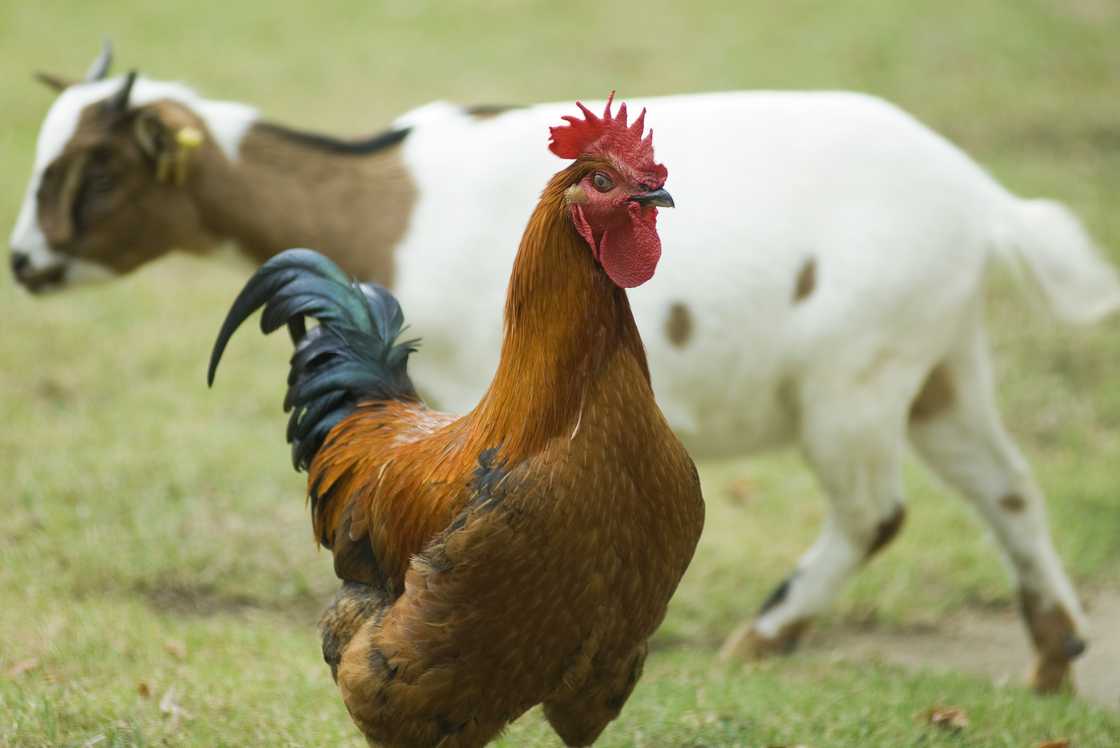 Rooster and goat. Rooster and goat.