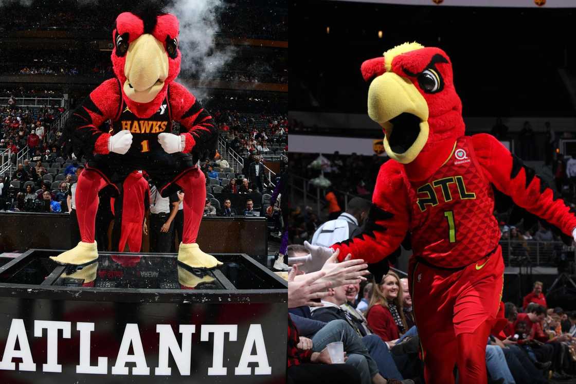 Harry the Hawk Harry the Hawk