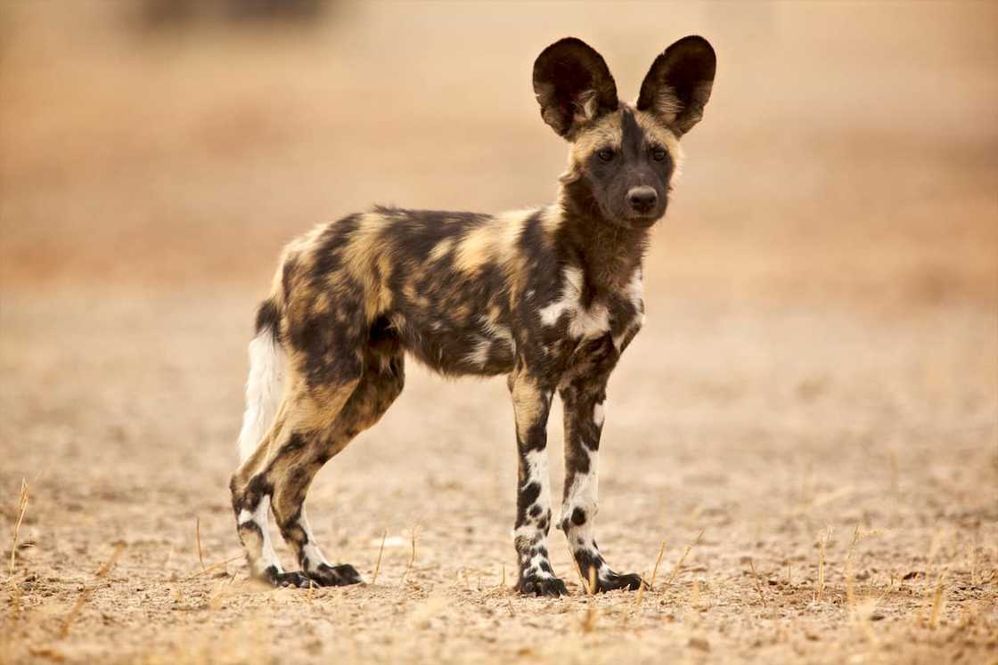 A young African wild dog A young African wild dog